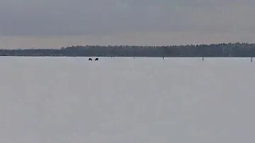 Беларусь зубры