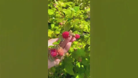Малина мишутка