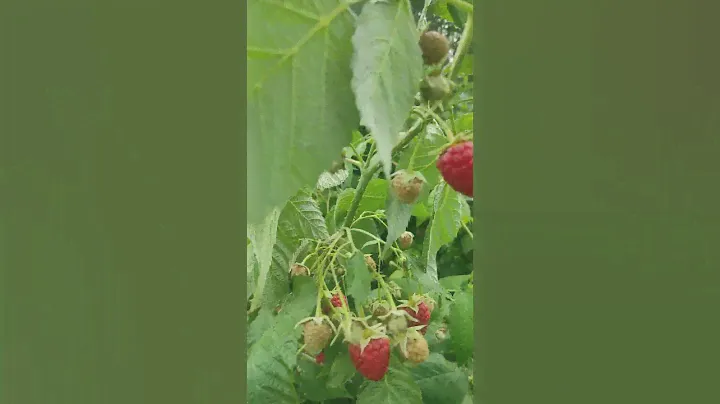 Вкусная малина. Малина Полька на старте.